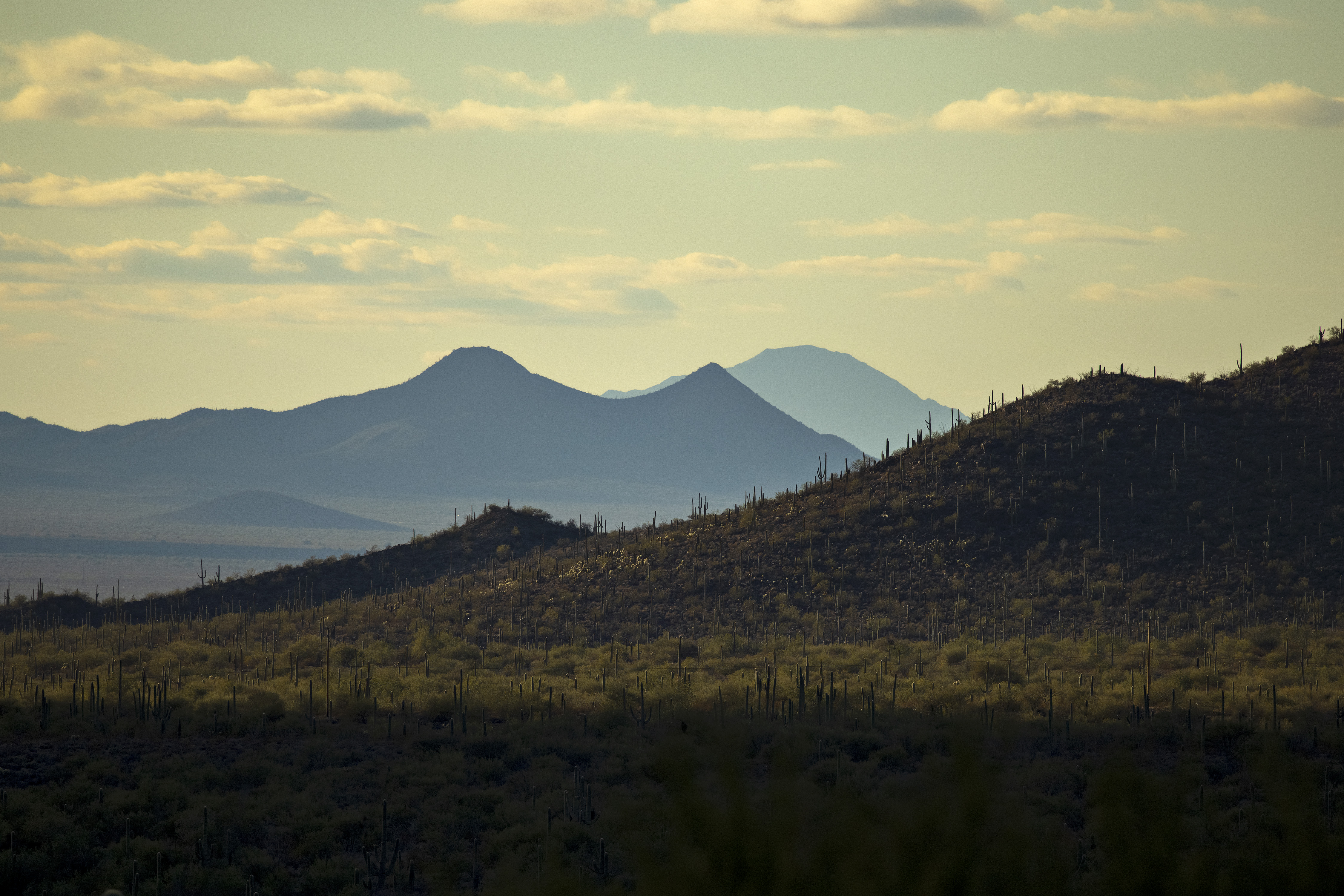 A wide, landscape photograph looking north in the Saguaro National Park west district with the mountains silhouetted in the distance.